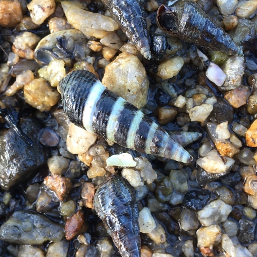 Japanese False Cerith