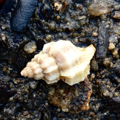 Ocenebrinae