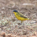 Grey-headed Wagtail - Photo (c) Tate Lloyd, some rights reserved (CC BY-NC), uploaded by Tate Lloyd