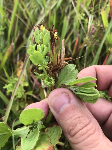 Paraguayan dock (Rumex paraguayensis)