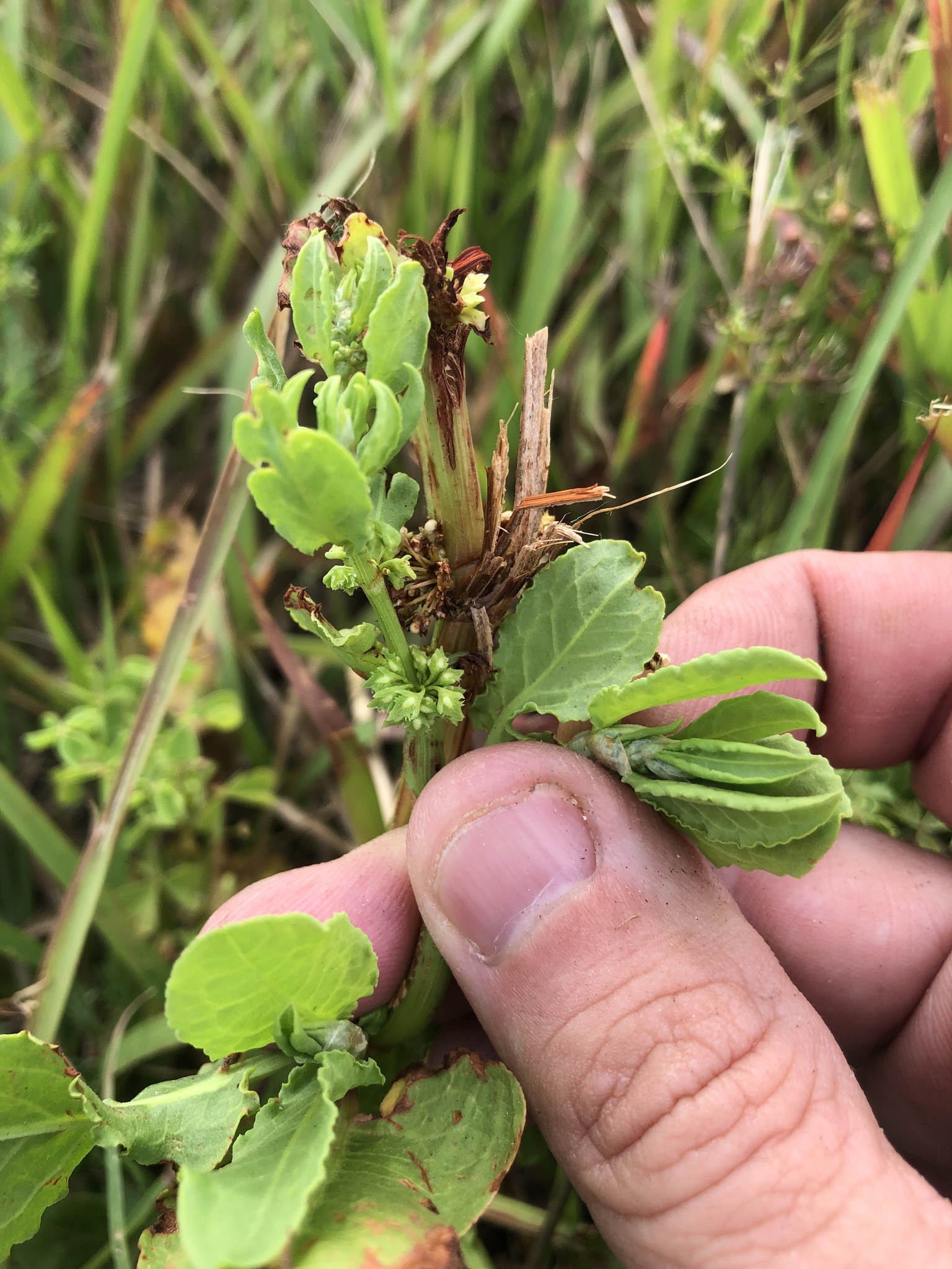 Rumex paraguayensis
