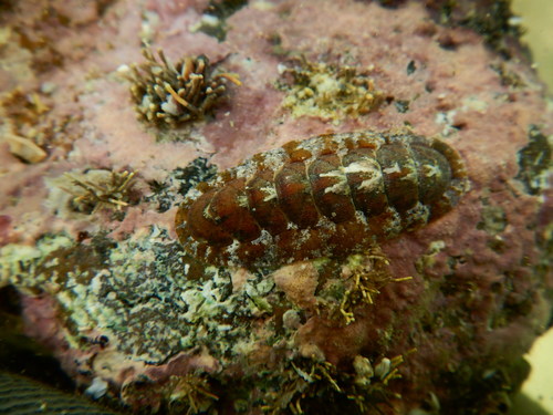 Stenoplax limaciformis