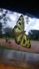 Dynamine postverta postverta