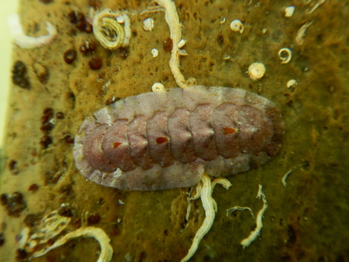 Stenoplax limaciformis