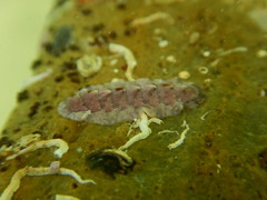 Stenoplax limaciformis