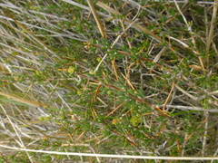 Aspalathus spinosa flavispina