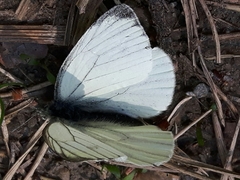 Pieris napi