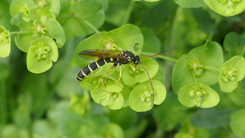 Ichneumon fascié
