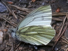 Pieris napi
