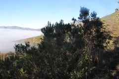 Aspalathus macrantha