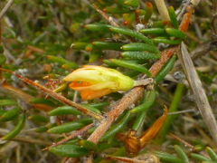 Aspalathus spinosa flavispina