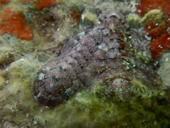 Stenoplax limaciformis