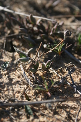 Lampranthus filicaulis