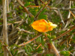 Aspalathus spinosa flavispina