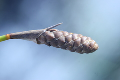 Nevillea obtusissima