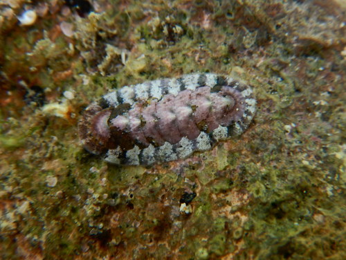 Stenoplax limaciformis