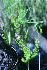 Erica intervallaris