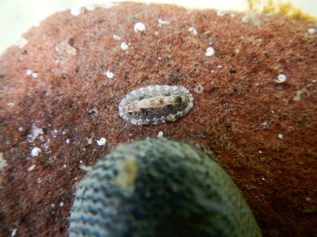 Ischnochiton tridentatus