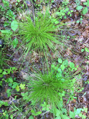 Carex bromoides