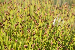 Nevillea obtusissima