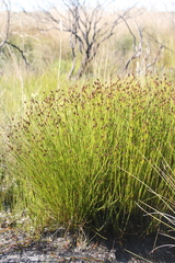 Nevillea obtusissima