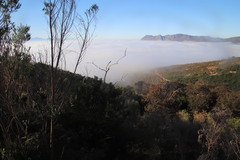 Aspalathus macrantha