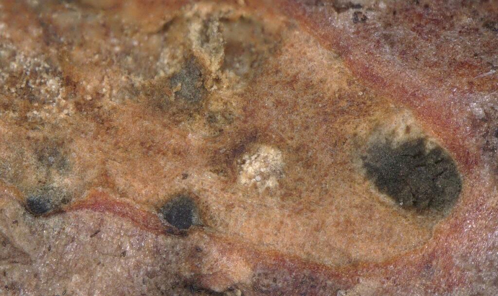 Melanconiella