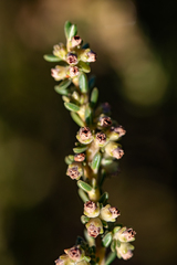 Erica serrata