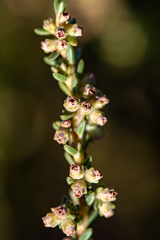 Erica serrata