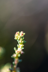 Erica serrata
