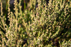 Erica serrata