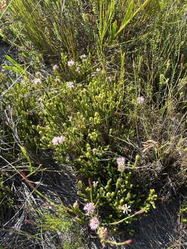 Image of Stilbe ericoides by (c) Charleen Brunke, some rights reserved (CC BY)