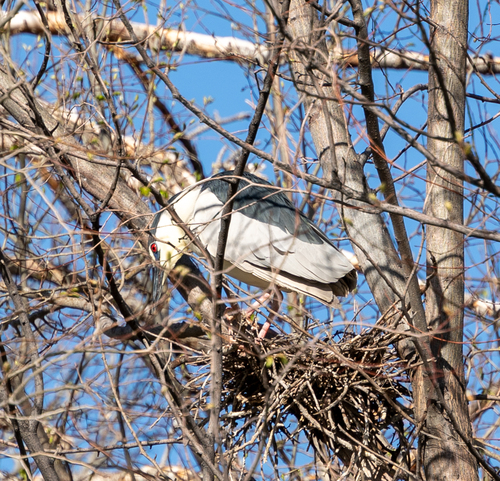 Black-crowned Night Heron photographed in Colorado