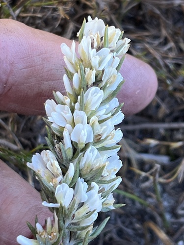 Image of Amphithalea ericifolia by (c) Charleen Brunke, some rights reserved (CC BY)
