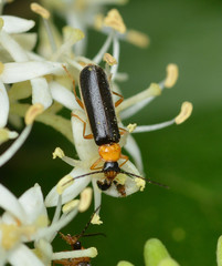 Rhagonycha hirticula
