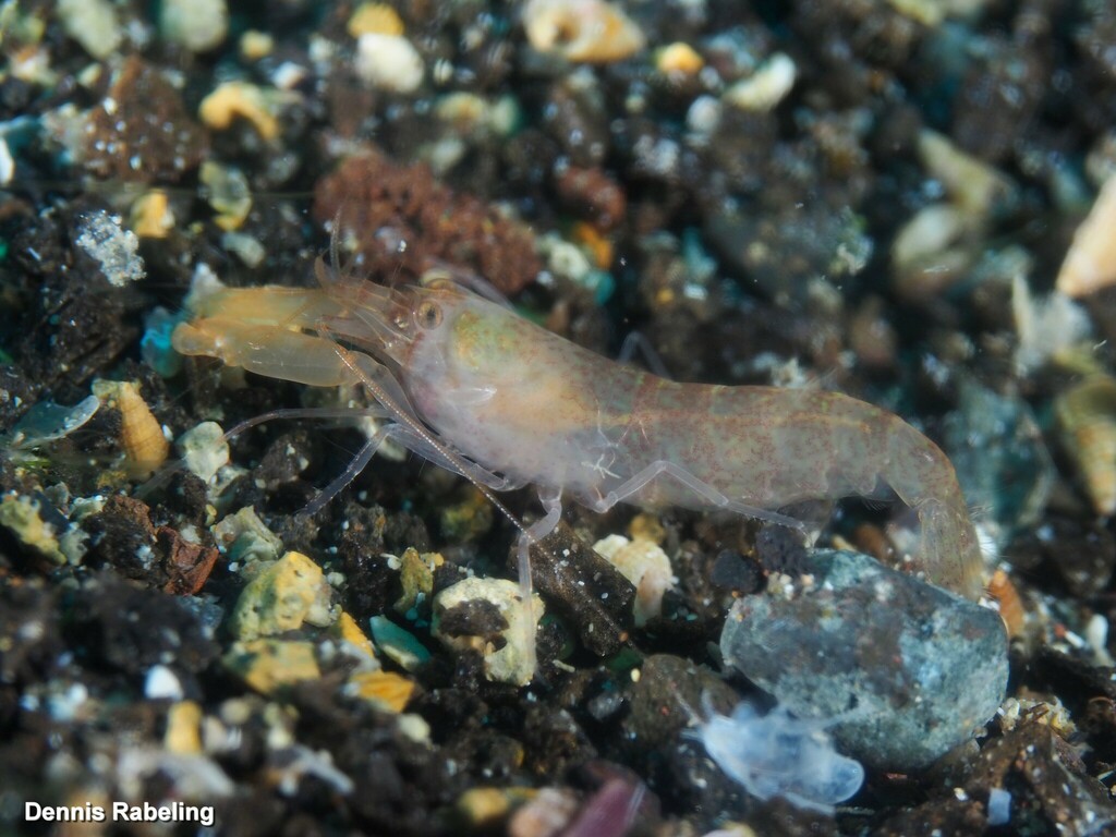 Alpheus holthuisi