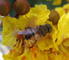 Eristalina