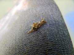 Stylocheilus rickettsi