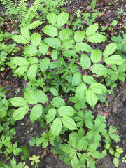 Prosartes lanuginosa