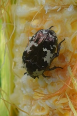 Protaetia aurichalcea