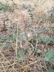 Acmispon americanus americanus