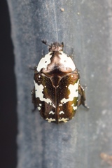 Protaetia aurichalcea