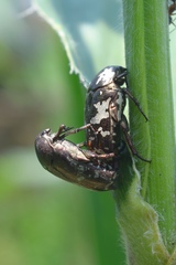 Protaetia aurichalcea