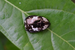 Protaetia aurichalcea