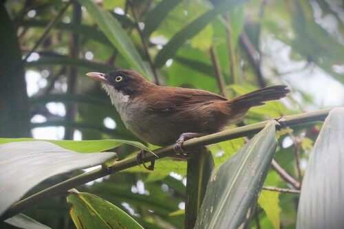 Dark-fronted Babbler (Dumetia atriceps), photo 9