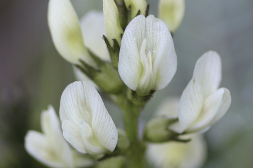 Rogue River Milkvetch (Astragalus accidens)