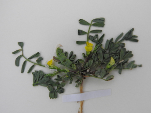 Hippocrepis biflora (Hippocrepis biflora)