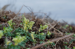 Corydalis bracteata