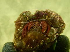 Dardanus sinistripes