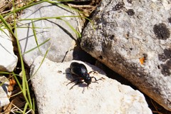 Meloe erythrocnemus